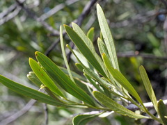 Alectryon oleifolius canescens