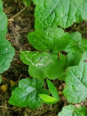 Phytomyza tigris
