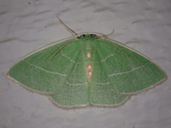 Nemoria rubrifrontaria