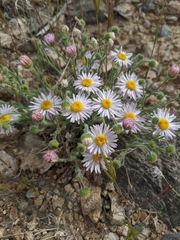 Erigeron concinnus