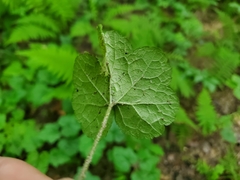 Phytomyza tigris