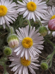 Erigeron concinnus