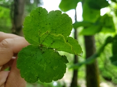 Phytomyza tigris
