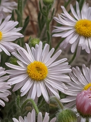 Erigeron concinnus