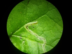 Phytomyza tigris