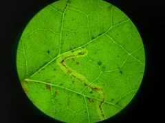 Phytomyza tigris