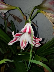 Hippeastrum