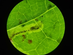 Phytomyza tigris