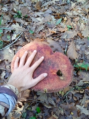 Butyriboletus loyo