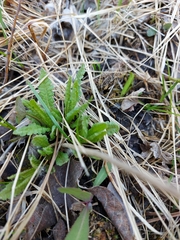 Pedicularis lanceolata