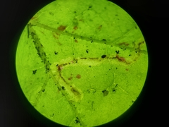 Phytomyza tigris