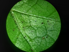 Phytomyza tigris