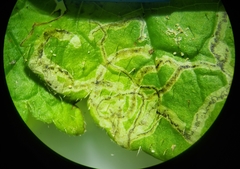 Phytomyza tigris
