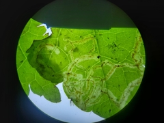Phytomyza tigris
