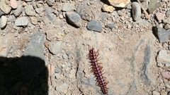 Kepolydesmus anderisus