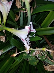 Hippeastrum