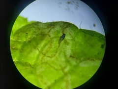 Phytomyza tigris