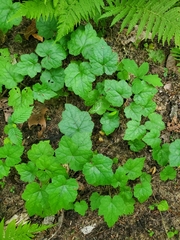 Phytomyza tigris