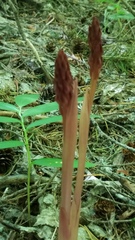Corallorhiza striata