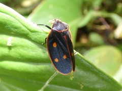 Iphirhina perfecta