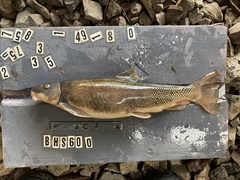 Pantosteus discobolus