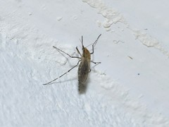 Aedes nigromaculis