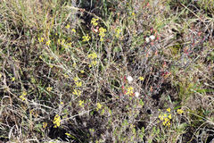 Lampranthus productus