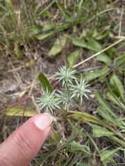 Eryngium armatum