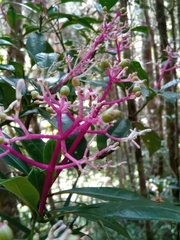 Chassalia acutiflora image