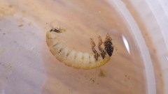 Glossosoma