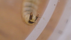 Glossosoma