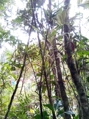 Dypsis nodifera