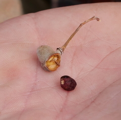 Alectryon oleifolius canescens