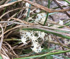 Lomandra effusa