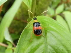 Paratriarius