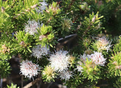 Agathosma gonaquensis