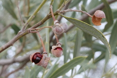Alectryon oleifolius canescens