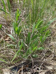 Symphyotrichum sericeum