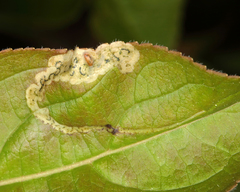 Aulagromyza orbitalis