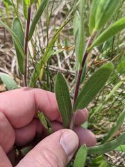 Symphyotrichum sericeum