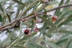 Alectryon oleifolius canescens