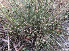 Lomandra effusa