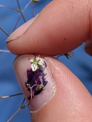 Nemacladus morefieldii