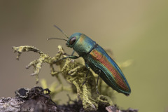 Chrysophana placida