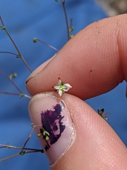 Nemacladus morefieldii