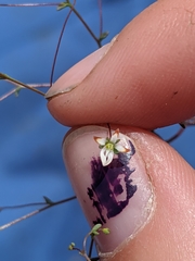 Nemacladus morefieldii