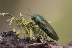 Chrysophana placida