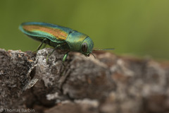 Chrysophana placida