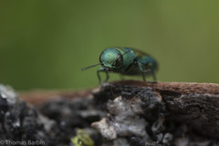 Chrysophana placida