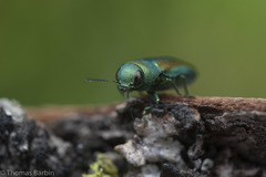 Chrysophana placida